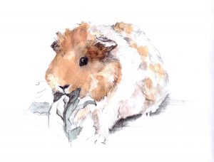 Read more about the article Meerschweinchen Aquarell
